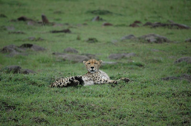 Cheetah and baby.JPG